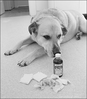 Understanding and Treating Yeast Infections in Dogs: Causes, Symptoms, and Solutions