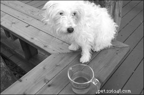 Calendula: A Natural Remedy for Your Dog’s Skin Health