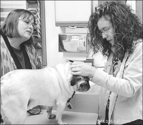 Effective Vet Communication: Bridging the Gap Between Owners and Professionals