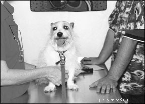Effective Vet Communication: Bridging the Gap Between Owners and Professionals