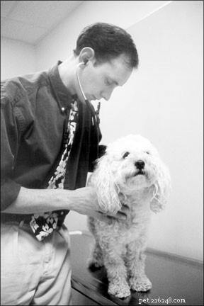 Effective Vet Communication: Bridging the Gap Between Owners and Professionals