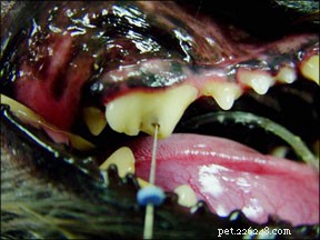 Preventing and Managing Fractured Teeth in Dogs: Expert Guidance
