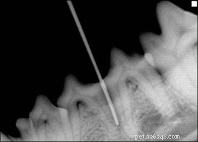 Preventing and Managing Fractured Teeth in Dogs: Expert Guidance