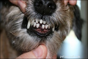 Preventing and Managing Fractured Teeth in Dogs: Expert Guidance