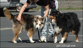 Canine Vestibular Disease Explained: Symptoms, Causes, and Recovery for Older Dogs