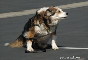 Canine Vestibular Disease Explained: Symptoms, Causes, and Recovery for Older Dogs