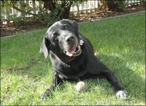 Canine Vestibular Disease Explained: Symptoms, Causes, and Recovery for Older Dogs