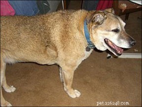 Effective Shock Wave Therapy for Senior Dogs with Arthritis: Relieve Pain & Restore Mobility
