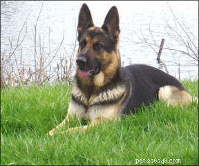 Effective Shock Wave Therapy for Senior Dogs with Arthritis: Relieve Pain & Restore Mobility