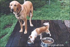 How to Spot Early Signs of Your Dog’s Loss of Appetite