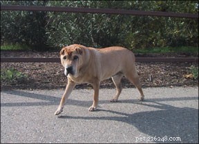 How to Spot Early Signs of Your Dog’s Loss of Appetite