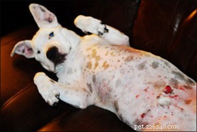 Preventing and Treating Drug-Resistant Staph Infections in Dogs