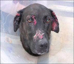 Preventing and Treating Drug-Resistant Staph Infections in Dogs