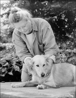 Trusted Canine Healing Techniques for Injured Dogs: Proven Energy-Based Therapies