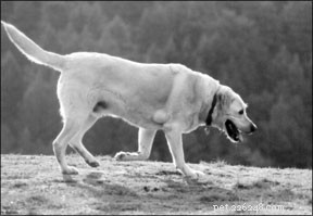 Understanding Canine Lipomas: Symptoms, Diagnosis, and Treatment Options