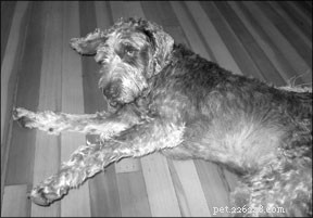 Understanding Canine Lipomas: Symptoms, Diagnosis, and Treatment Options