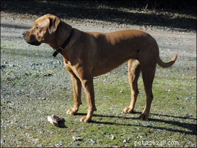 Saved My Dog: The Critical Threat of Bloat (GDV) and How to Prevent It