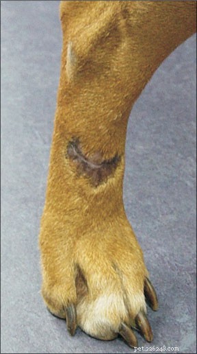 Advances in Canine Cancer Treatment: Updated Therapies & Insights