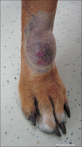 Advances in Canine Cancer Treatment: Updated Therapies & Insights