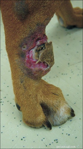Advances in Canine Cancer Treatment: Updated Therapies & Insights