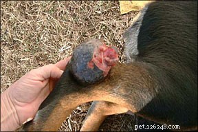 Advances in Canine Cancer Treatment: Updated Therapies & Insights