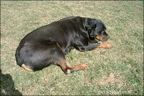 Advances in Canine Cancer Treatment: Updated Therapies & Insights