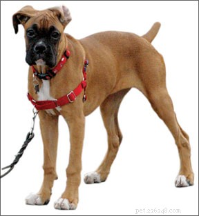 Canine Brain Cancer Breakthrough: Clinical Trials Combining Surgery, Gene Therapy & Vaccines