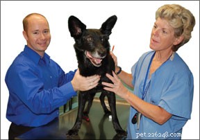 Canine Brain Cancer Breakthrough: Clinical Trials Combining Surgery, Gene Therapy & Vaccines