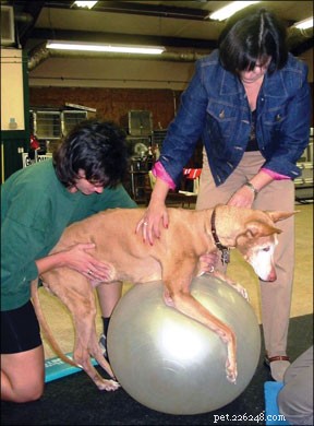 How Rehab Therapy Enhances Your Dog’s Health and Mobility