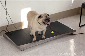 Professional Guide to Safely Help Your Dog Lose Weight