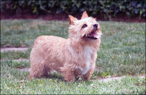 Professional Guide to Safely Help Your Dog Lose Weight