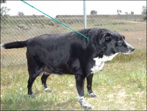 Professional Guide to Safely Help Your Dog Lose Weight