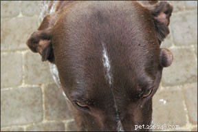 Important Update: VeggieDent Chews Recalled in Australia – What You Need to Know