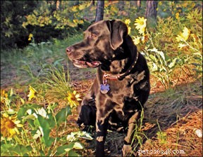Hemorrhagic Gastroenteritis in Dogs: Symptoms, Diagnosis, and Immediate Care