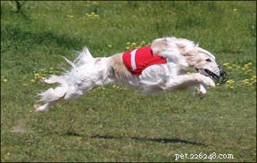 Hemorrhagic Gastroenteritis in Dogs: Symptoms, Diagnosis, and Immediate Care