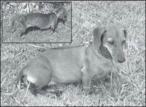 Exocrine Pancreatic Insufficiency (EPI) in Dogs: Causes, Symptoms, and Early Diagnosis