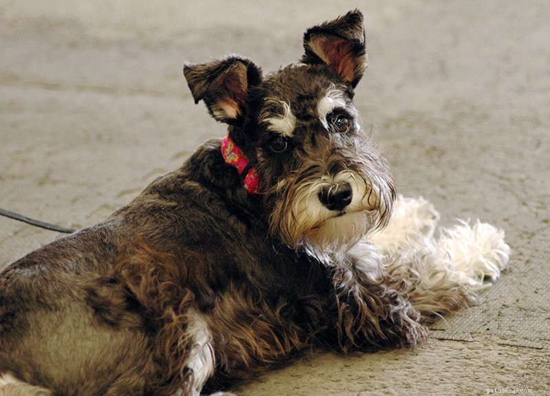 Urgent Signs of Canine Pancreatitis: When to Seek Veterinary Care