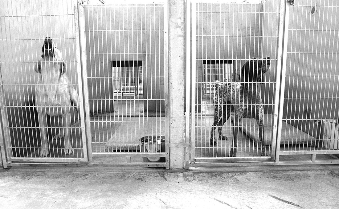 Effective Treatment & Prevention Strategies for Kennel Cough in Dogs