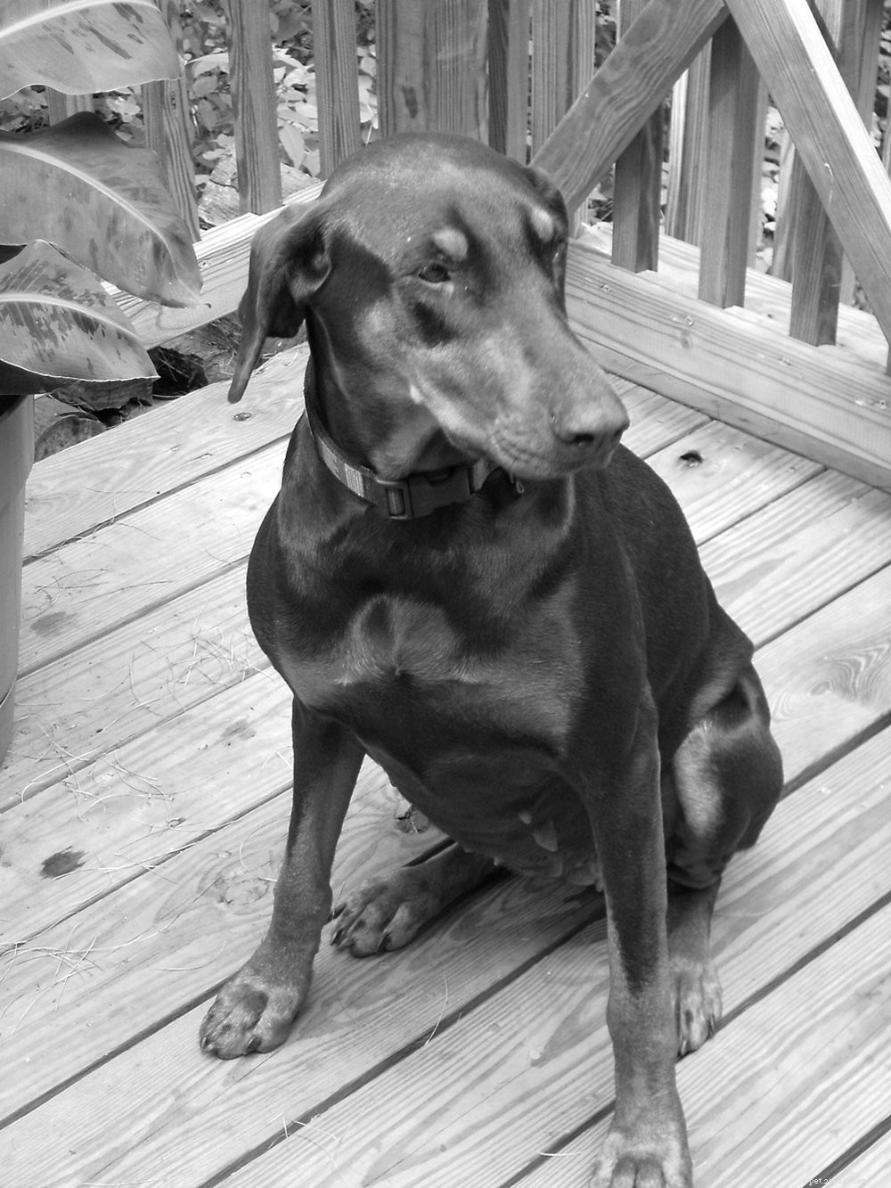 Effective Treatment & Prevention Strategies for Kennel Cough in Dogs