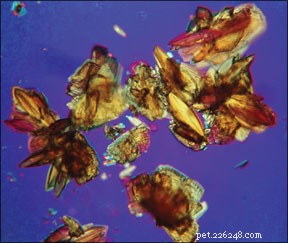 Effective Treatment & Prevention of Canine Kidney & Bladder Stones