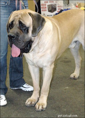 Effective Treatment & Prevention of Canine Kidney & Bladder Stones