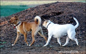 How to Detect and Treat Canine Anal Sac Problems