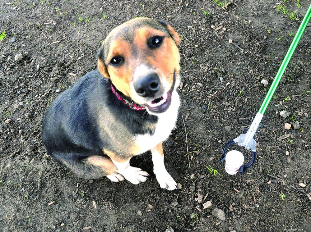 Preventing Kidney and Bladder Stones in Dogs: A Complete Guide