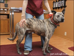 Make Vet Visits Stress-Free: Expert Tips for Dogs and Cats
