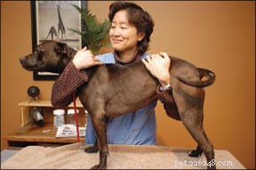 Make Vet Visits Stress-Free: Expert Tips for Dogs and Cats