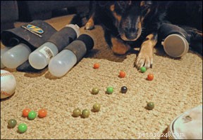 Urgent Canine Health Alert: Paintballs Are Toxic – Dec 2009
