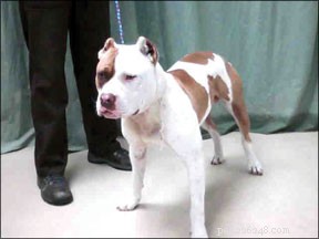 November 2009 Canine Health Update: New Microchip Locator Tools Roll Out