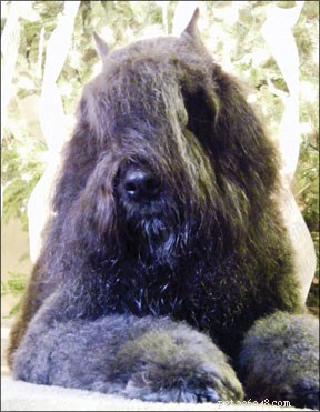 Using Acupuncture to Support Dogs Undergoing Cancer Treatment