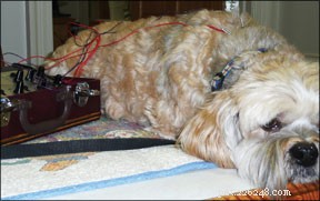 Using Acupuncture to Support Dogs Undergoing Cancer Treatment