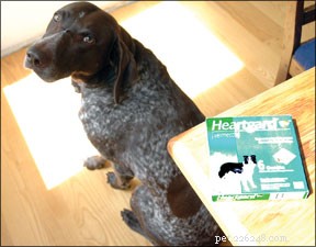 Are Heartworm Preventatives Losing Effectiveness? Exploring Rising Resistance
